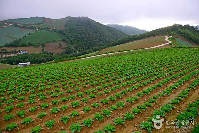 Anbandongi Unyugil Highland Cabbage Field - Pyeongchang-gun, Gangwon, South Korea (https://codecorea.github.io)
