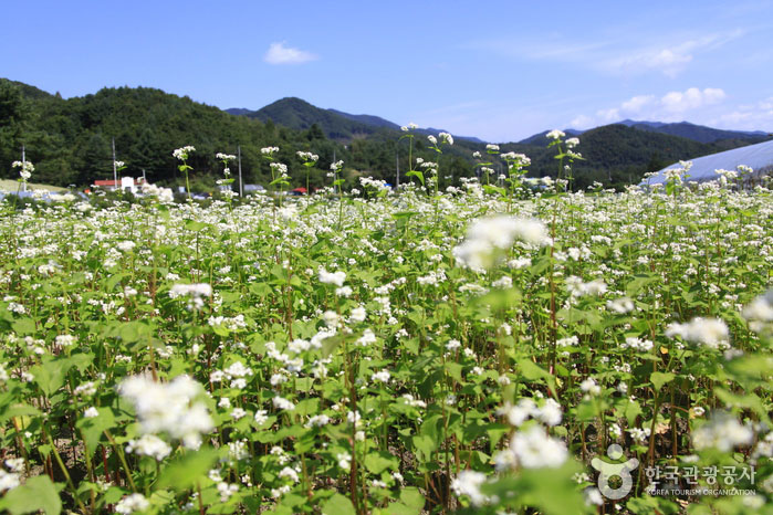 Buckwheat field where Pyeongchang Hyoseok Cultural Festival is held - Pyeongchang-gun, Gangwon, South Korea (https://codecorea.github.io)