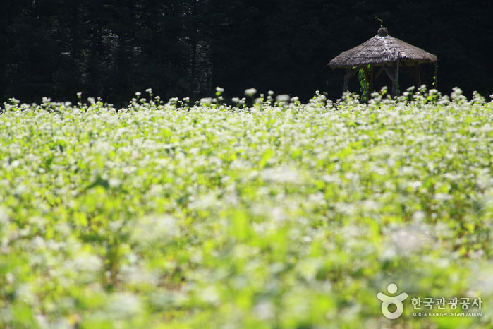 Campo de trigo sarraceno donde se celebra el Festival Cultural Pyeongchang Hyoseok - Pyeongchang-gun, Gangwon, Corea del Sur (https://codecorea.github.io)