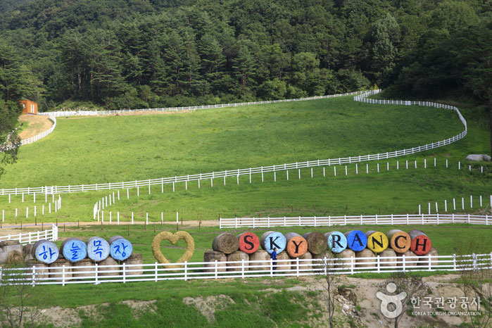 Daegwallyeong Sky Ranch con diversión y paseo - Pyeongchang-gun, Gangwon, Corea del Sur (https://codecorea.github.io)
