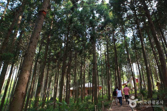 Jangheung Cypress Forest Woodland Cypress Healing Forest - Damyang-gun, Jeonnam, Korea (https://codecorea.github.io)