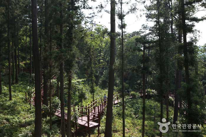 Wooden deck of cypress woodland which can walk without difficulty - Damyang-gun, Jeonnam, Korea (https://codecorea.github.io)