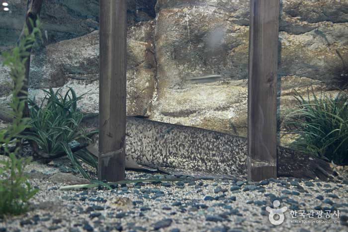 Poisson-chat indigène de 1,2 m de long - Pyeongchang-gun, Gangwon, Corée du Sud (https://codecorea.github.io)