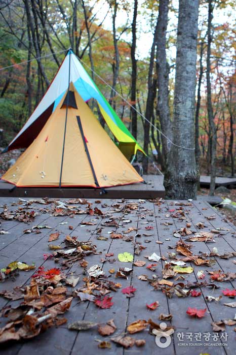 Campingplatzmorgen mit farbigen Blättern - Inje-gun, Gangwon, Südkorea (https://codecorea.github.io)