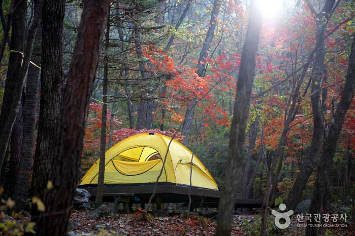 Camping para acampar soñado bajo el bosque de follaje - Inje-gun, Gangwon, Corea del Sur (https://codecorea.github.io)