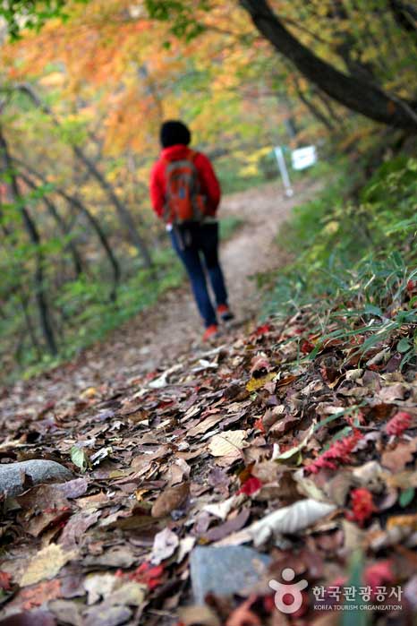 1 hour of autumn leaves along the forest trail - Inje-gun, Gangwon, South Korea (https://codecorea.github.io)