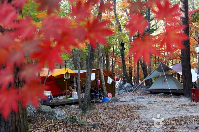 Tentes sous les feuilles d'automne - Inje-gun, Gangwon, Corée du Sud (https://codecorea.github.io)