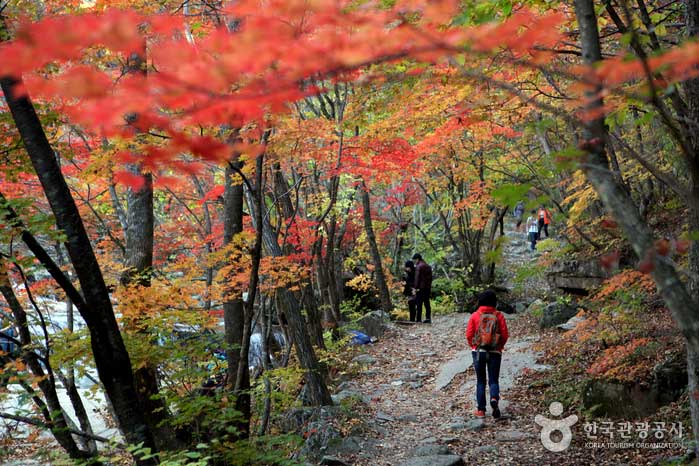 Sentier forestier avec tunnels de feuillage - Inje-gun, Gangwon, Corée du Sud (https://codecorea.github.io)