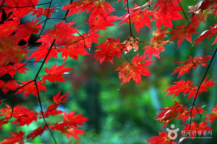 Les feuilles d'érable vous accueillent en premier - Inje-gun, Gangwon, Corée du Sud (https://codecorea.github.io)
