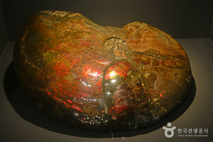 Окаменелости аммонита выставлены в Морском музее естественной истории - Пхохан, Кёнбук, Корея (https://codecorea.github.io)